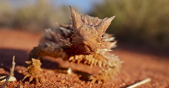 Thorny Devil