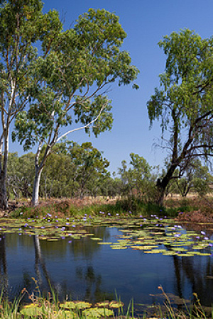 Waterlilies Greenpeace