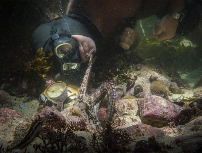 &#039;My Octopus Teacher&#039; (Netflix)