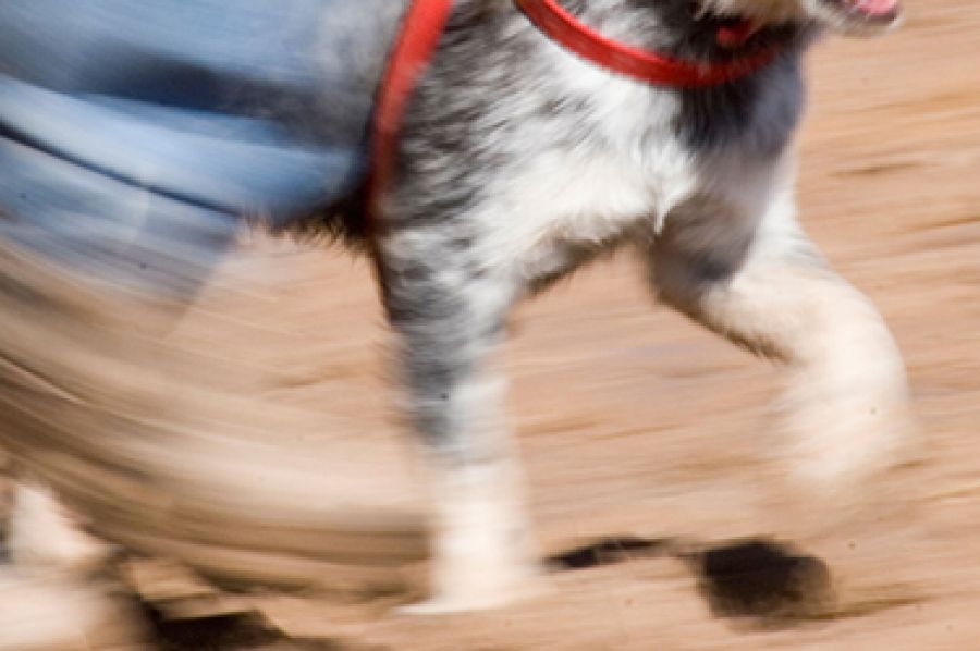 Dog Park by Nina Cullen | Jolley Prize 2022 (Shortlisted)