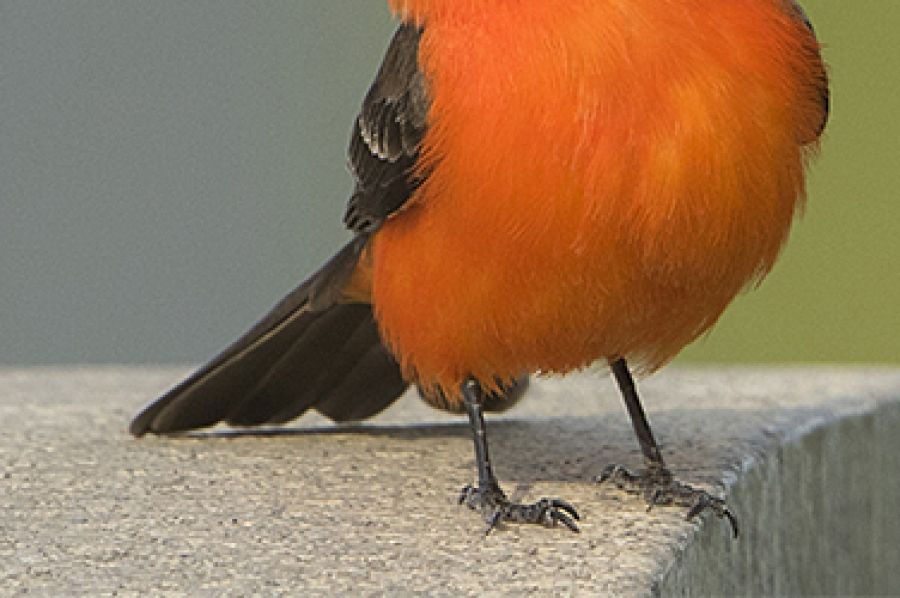 Fortune Cookie No Fortune, a new poem by Hoa Nguyen