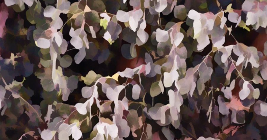 One’s last gumtree by Amanda Laugesen