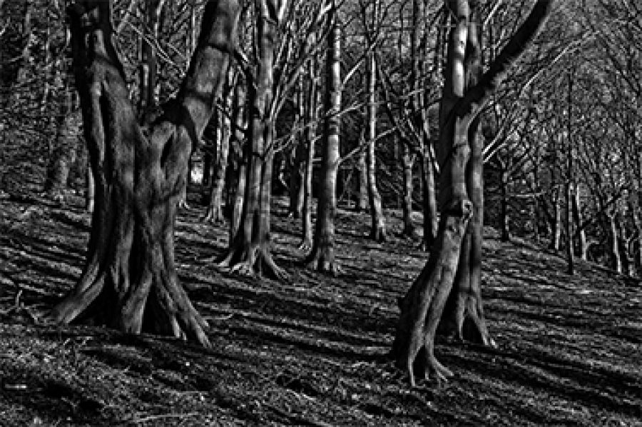 Torrents of Spring, a poem by Philip Mead
