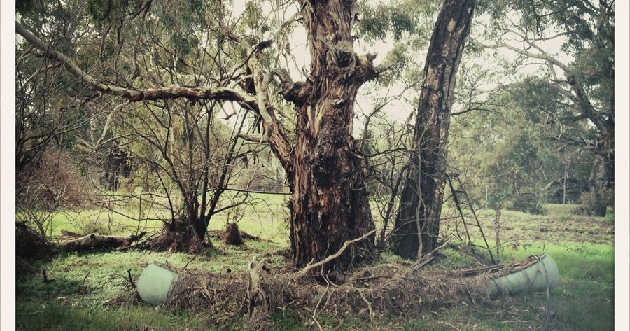 2023 Calibre Essay Prize (Winner) | Flow States by Tracy Ellis