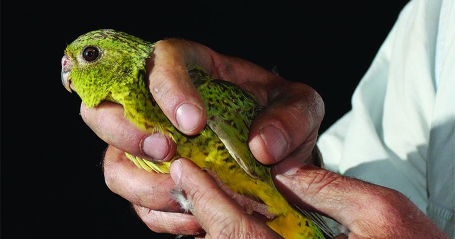 The Night Parrot: It’s a whitefella thing by Kim Mahood
