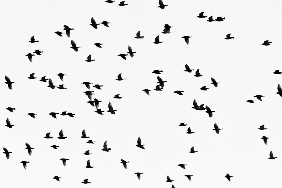 Birds, a new poem by Belinda Rule
