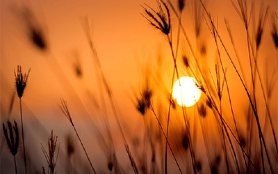 The Yield, a poem by Eunice Andrada